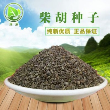 柴胡种子籽纯新籽90%以上春秋播种耐寒耐旱6斤/亩