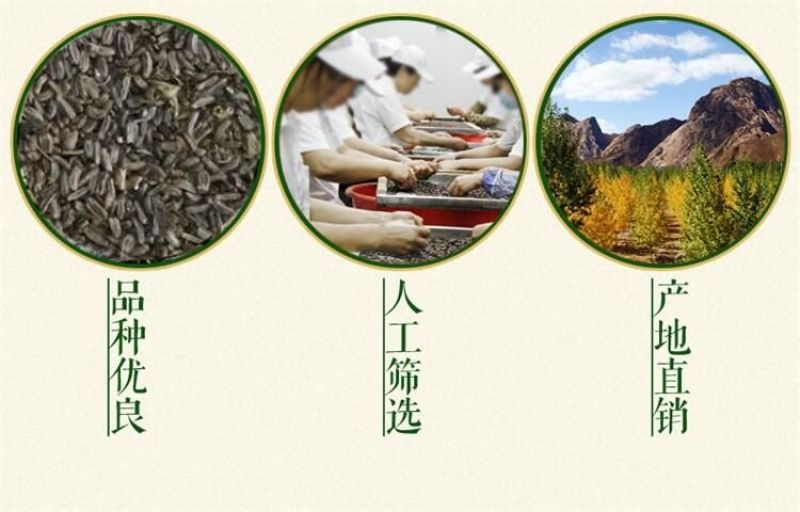 柴胡种子纯新籽90%以上春秋播种耐寒耐旱6斤/亩
