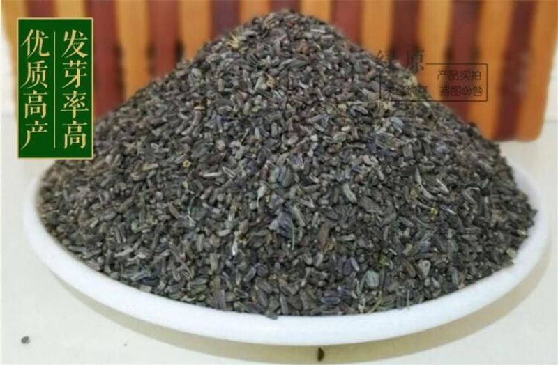 柴胡种子纯新籽90%以上春秋播种耐寒耐旱6斤/亩