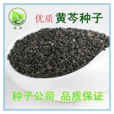 黄芩种子96%以上春秋播种4斤/亩耐寒耐旱管理简单