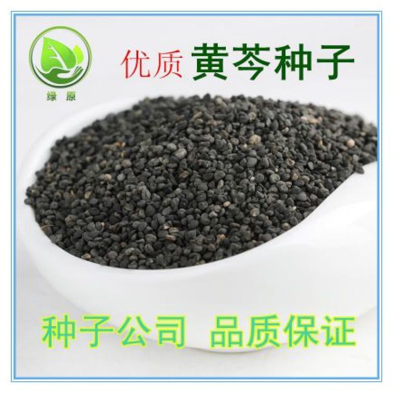 黄芩种子96%以上春秋播种4斤/亩耐寒耐旱管理简单