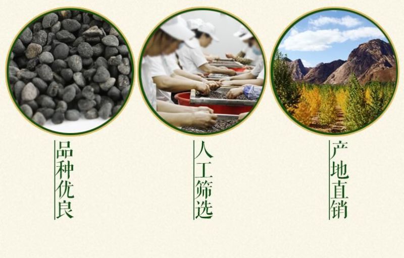 黄芩种子96%以上春秋播种4斤/亩耐寒耐旱管理简单
