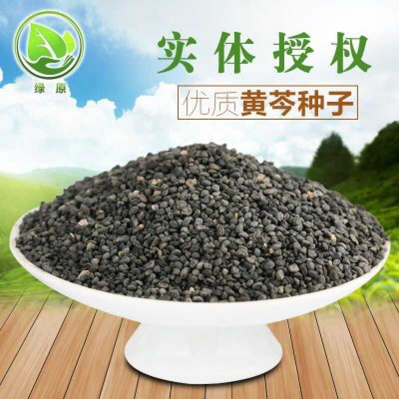 黄芩种子96%以上春秋播种4斤/亩耐寒耐旱管理简单