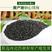 黄芩种子96%以上春秋播种4斤/亩耐寒耐旱管理简单