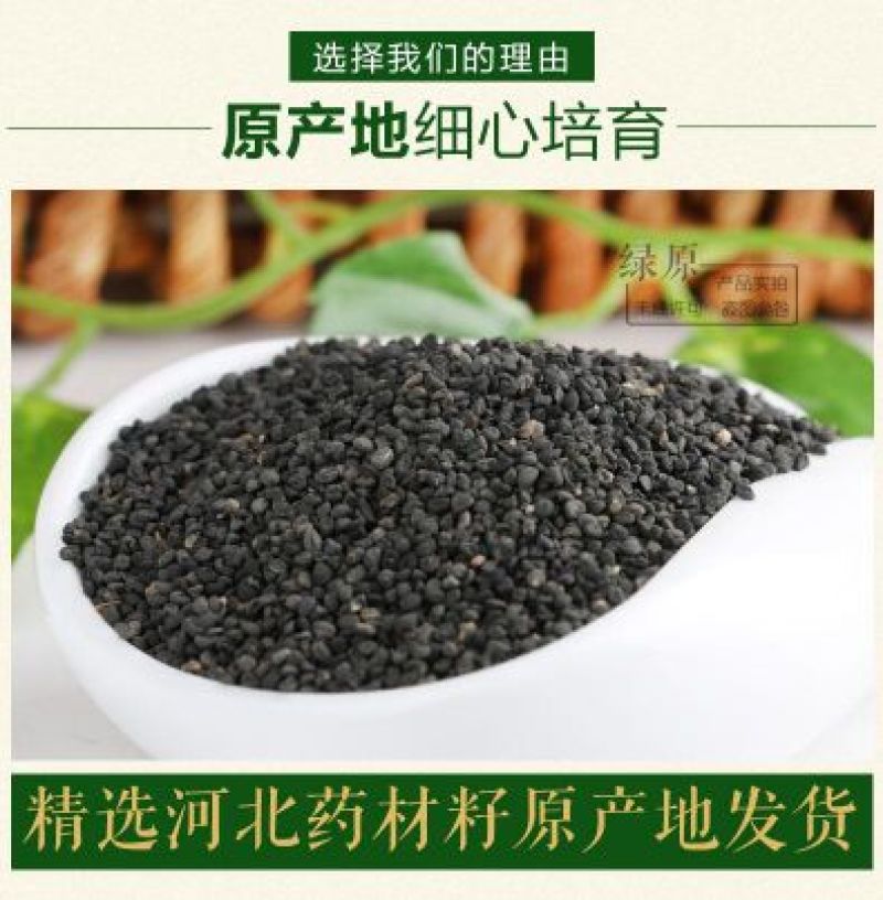 黄芩种子96%以上春秋播种4斤/亩耐寒耐旱管理简单