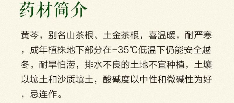 黄芩种子96%以上春秋播种4斤/亩耐寒耐旱管理简单