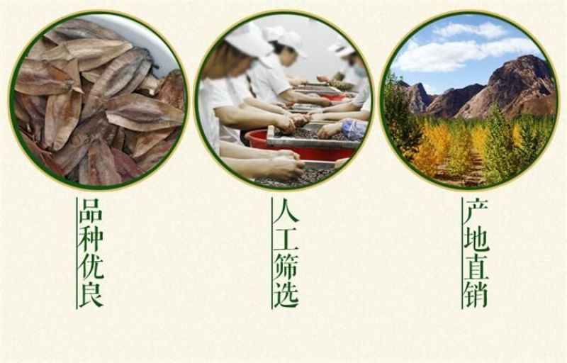 杜仲种子纯新籽干净无杂质沙藏处理10斤/亩