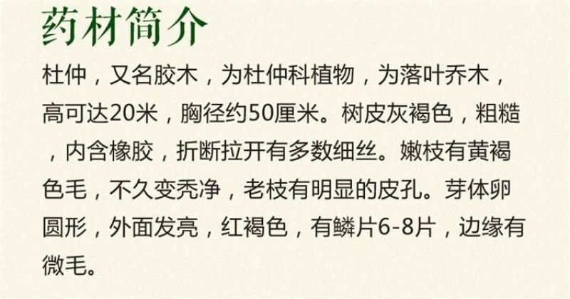 杜仲种子纯新籽干净无杂质沙藏处理10斤/亩