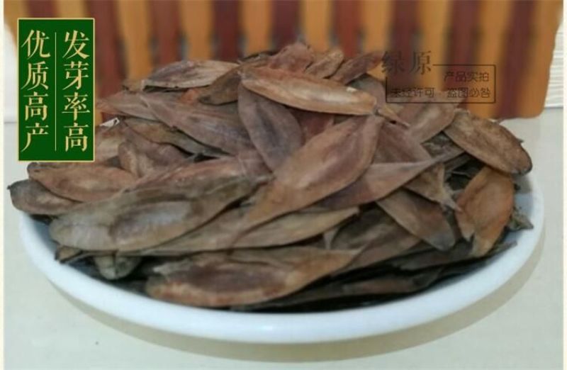 杜仲种子纯新籽干净无杂质沙藏处理10斤/亩