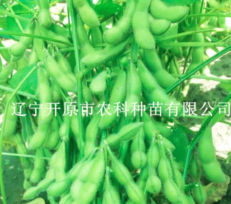 毛豆种子第三代开科源12号