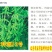 毛豆种子第三代开科源12号