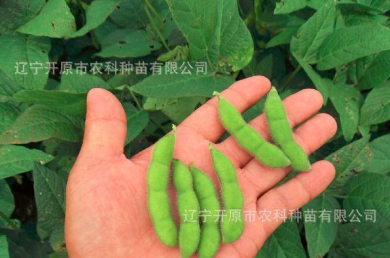 毛豆种子第三代开科源12号