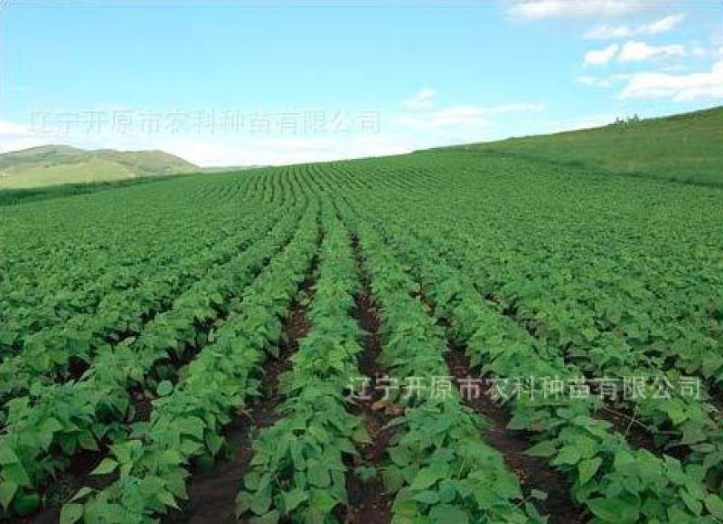 毛豆种子第三代开科源12号