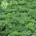 白芷种子纯新籽90%以上春季播种5斤/亩生长一年