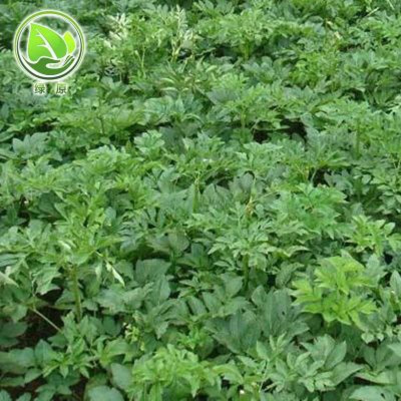 白芷种子纯新籽90%以上春季播种5斤/亩生长一年