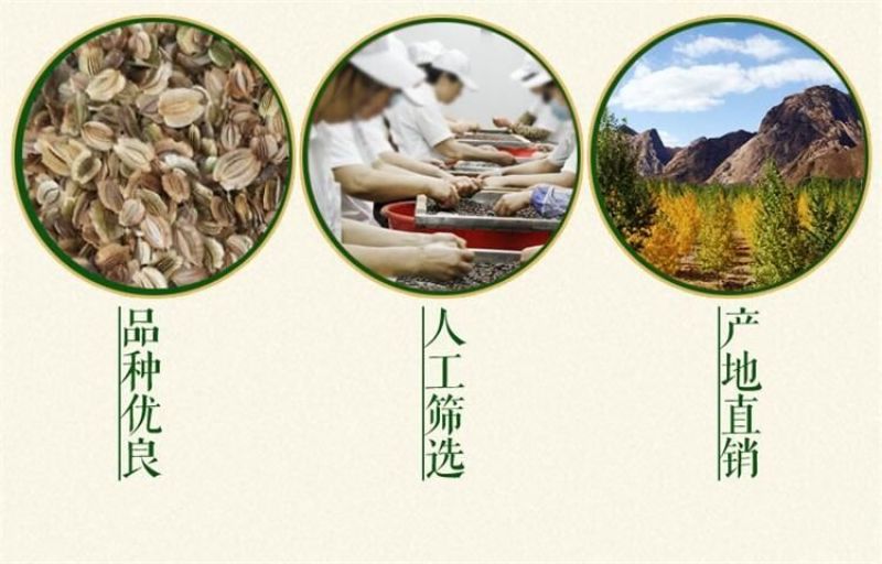 白芷种子纯新籽90%以上春季播种5斤/亩生长一年