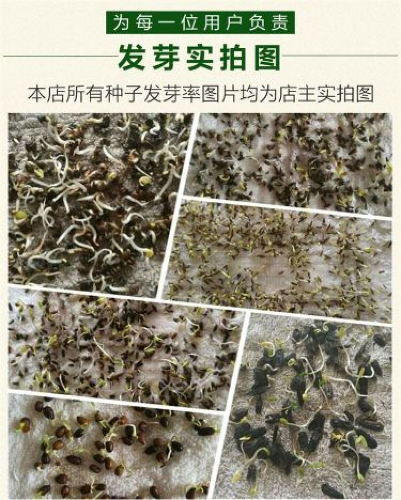 白芷种子纯新籽90%以上春季播种5斤/亩生长一年