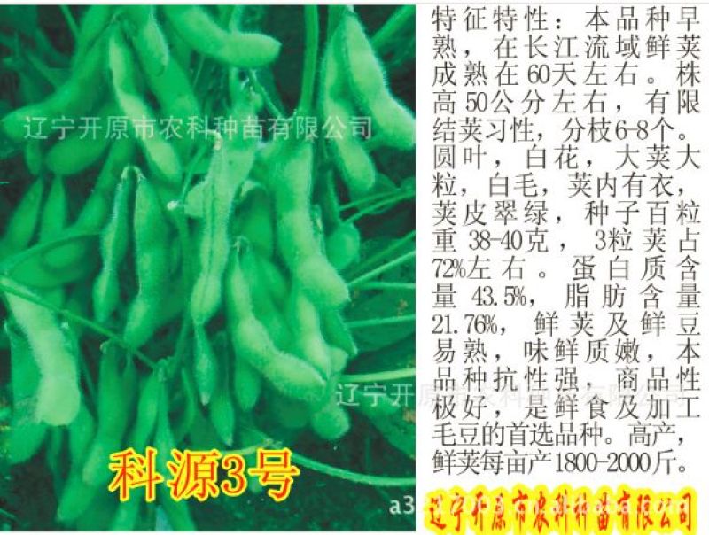 毛豆种子科源新3号~绿光珠