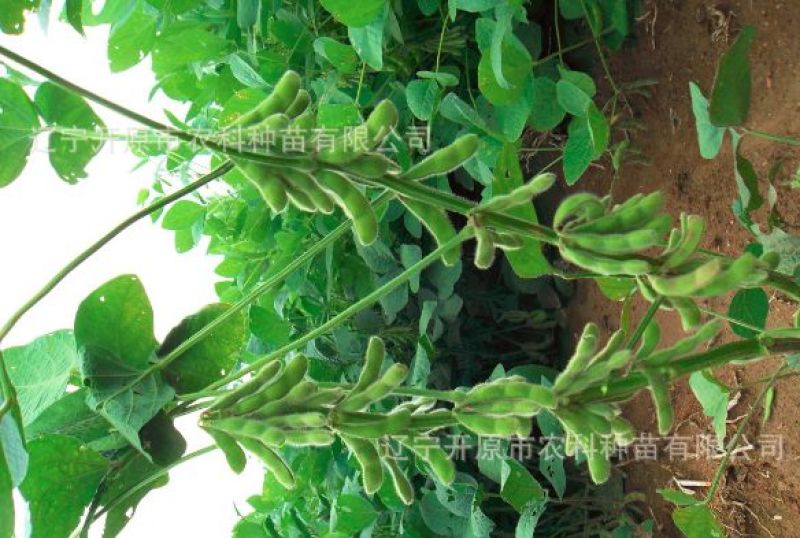 毛豆种子科源新3号~绿光珠