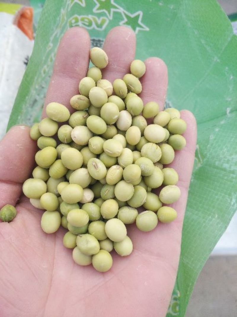 毛豆种子科源新3号~绿光珠