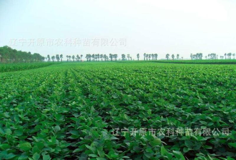 毛豆种子科源新3号~绿光珠