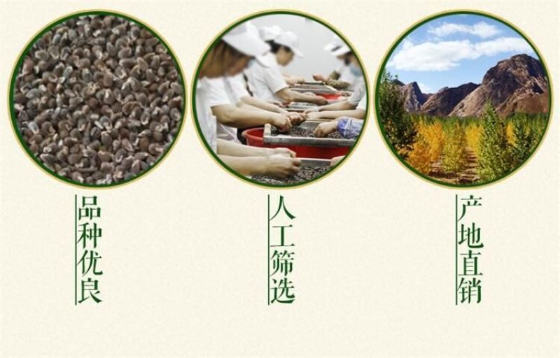 远志种子发芽率95%6斤/亩耐寒耐干旱适应能力强