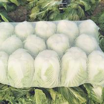 大白菜毛菜，半毛菜，青杂三号7斤以上净菜产地直销