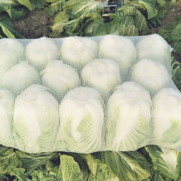 大白菜毛菜，半毛菜，青杂三号7斤以上净菜产地直销