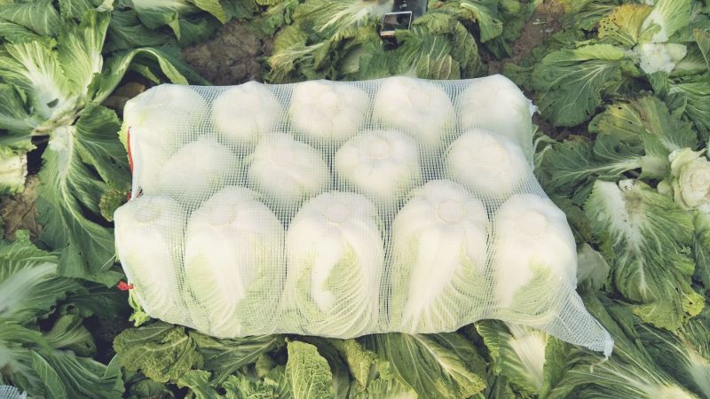 大白菜毛菜，半毛菜，青杂三号7斤以上净菜产地直销