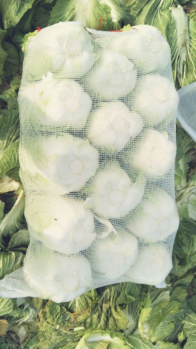 大白菜毛菜，半毛菜，青杂三号7斤以上净菜产地直销