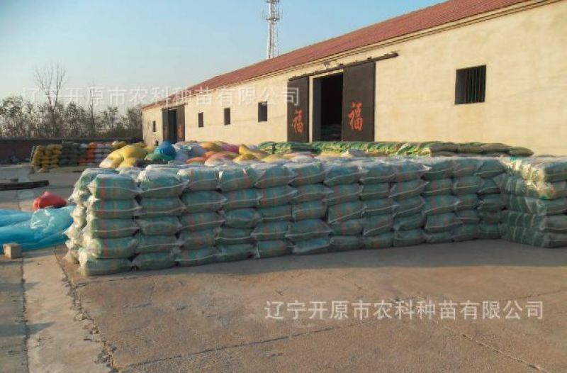 毛豆种子青酥2号