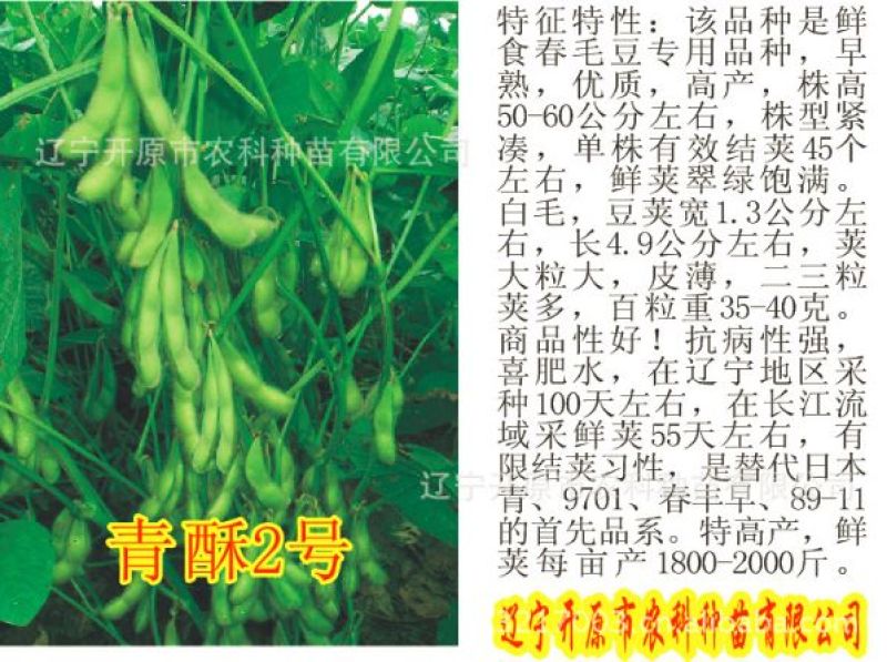 毛豆种子青酥2号