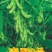 毛豆种子青酥2号
