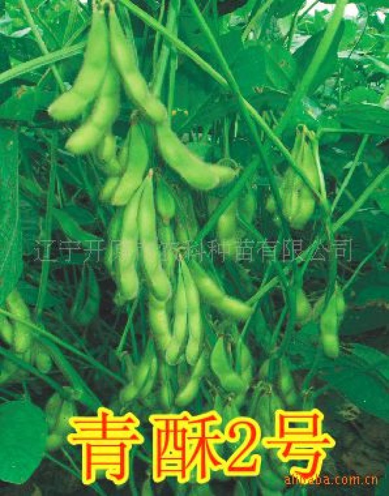 毛豆种子青酥2号