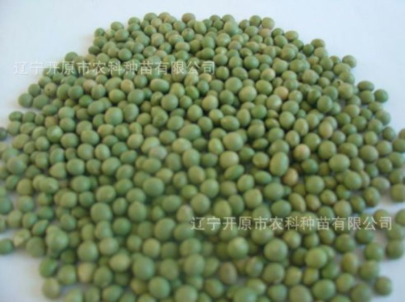 毛豆种子青酥2号