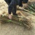 垂柳树苗可视频看货选货一亩田线上交易下单购买包邮发货