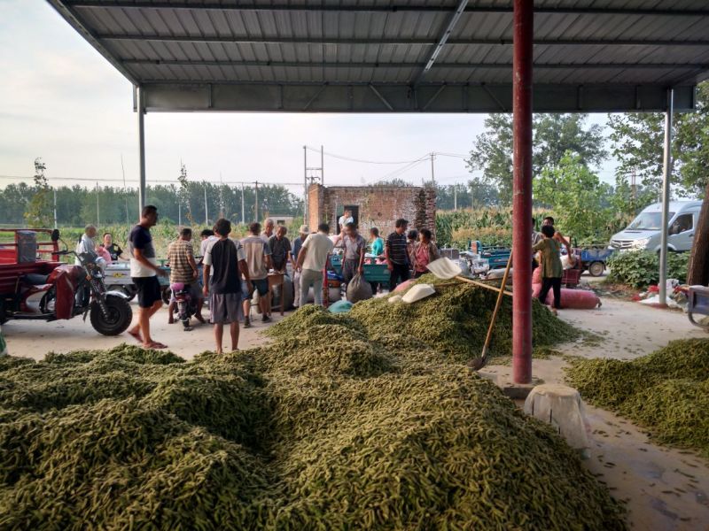 毛豆种子青酥2号