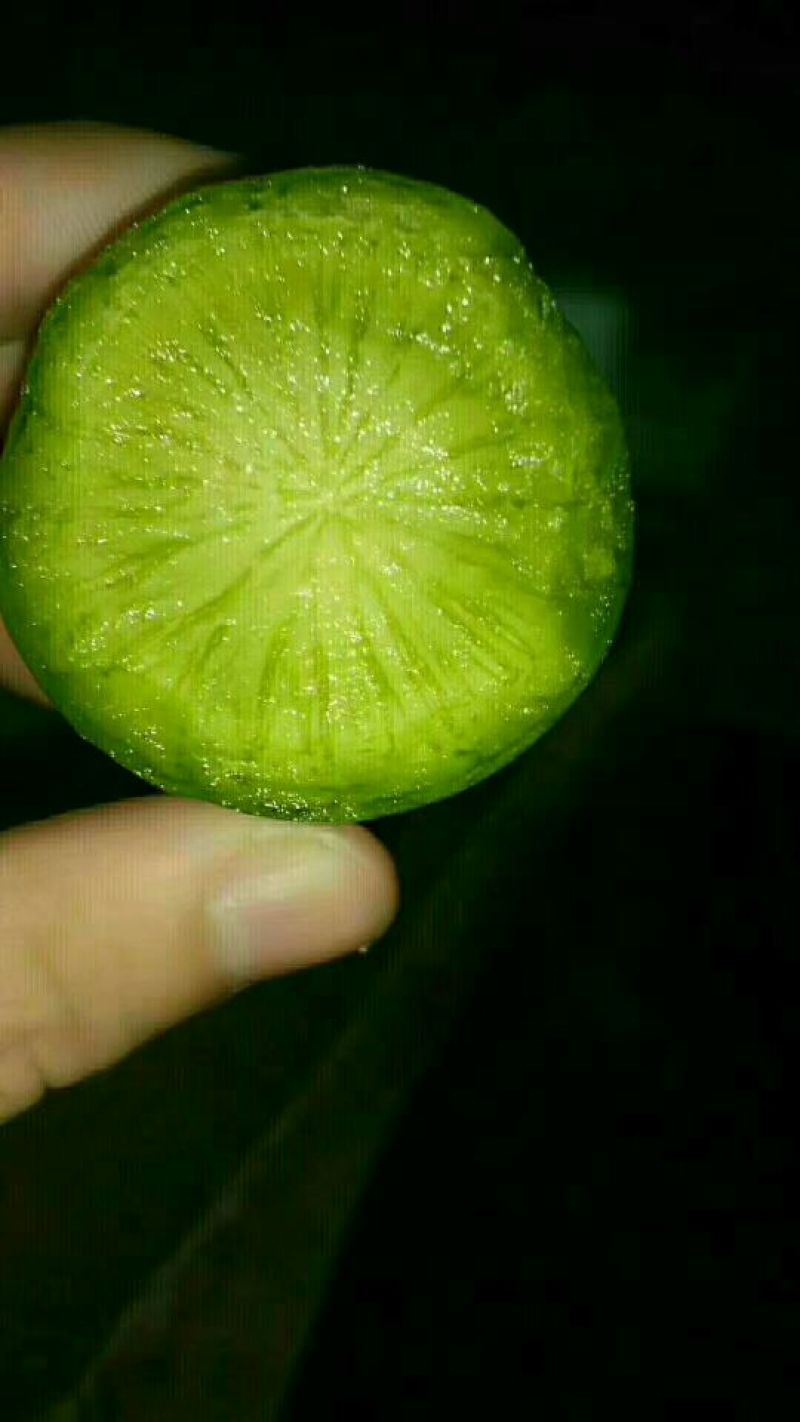 潍县青萝卜0.2~1斤起产地直供，货源充足，量大从优，