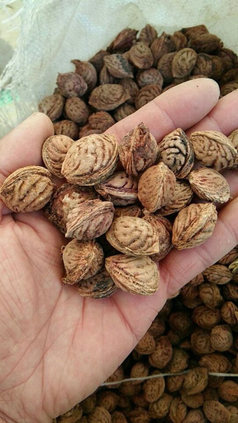 桃核一手冬桃桃核颗粒圆润饱满