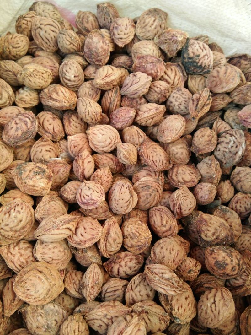 桃核一手冬桃桃核颗粒圆润饱满