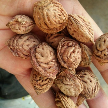 桃核一手冬桃桃核颗粒圆润饱满