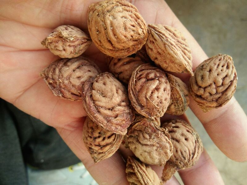 桃核一手冬桃桃核颗粒圆润饱满