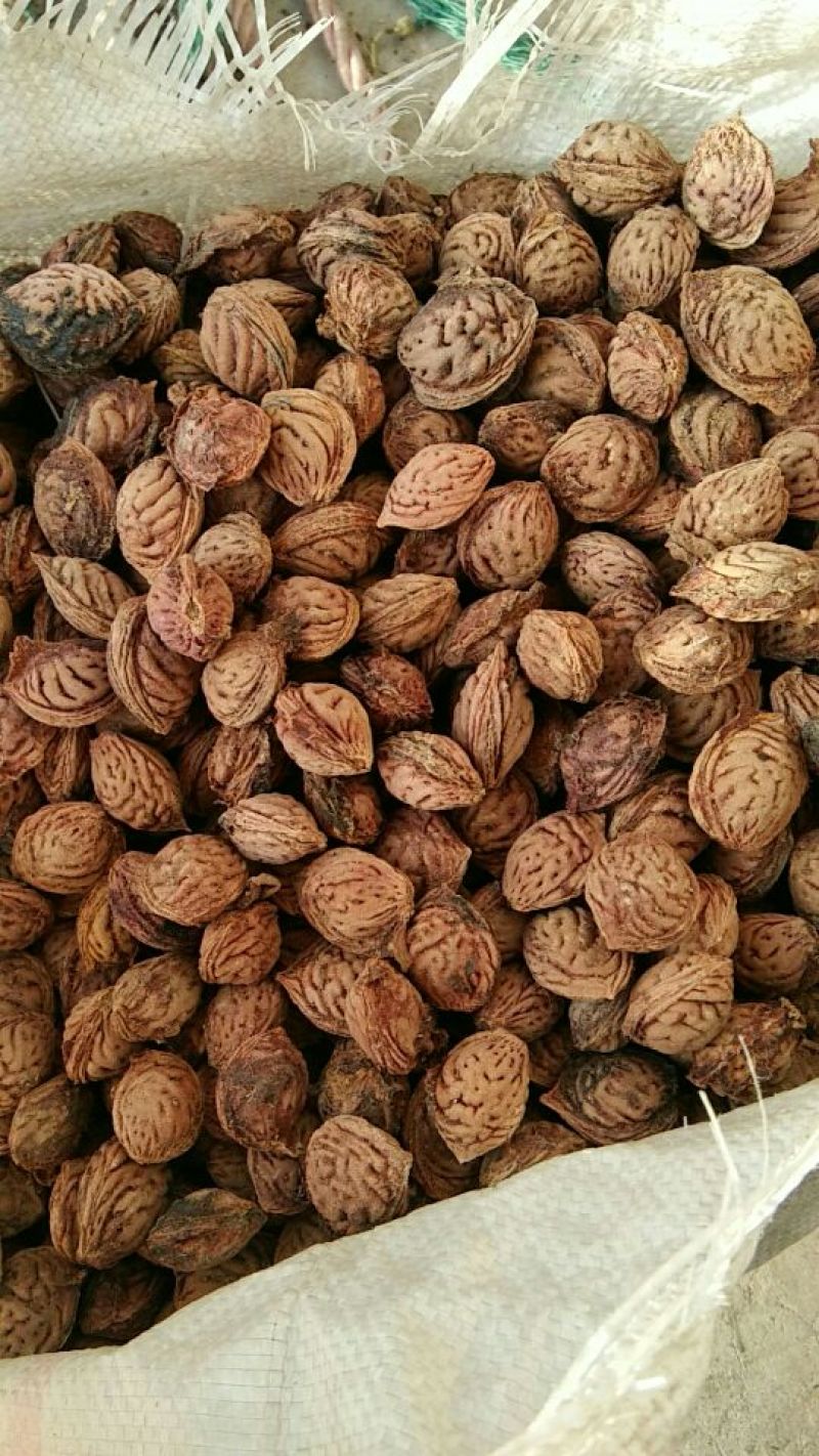 桃核一手冬桃桃核颗粒圆润饱满