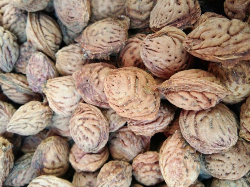 桃核一手冬桃桃核颗粒圆润饱满