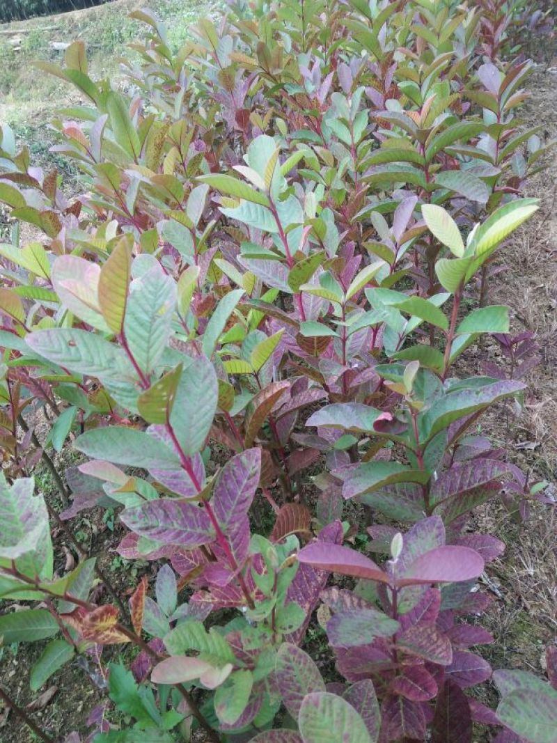 番石榴苗30~50cm