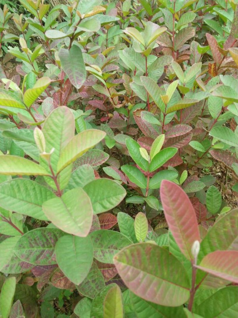 番石榴苗30~50cm