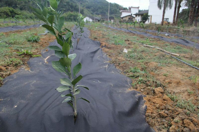 香椿苗大棚10cm以下