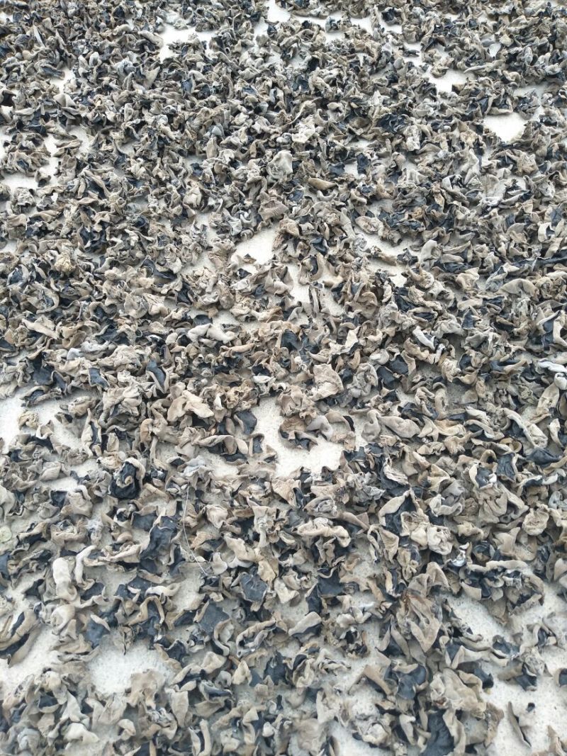木耳一级