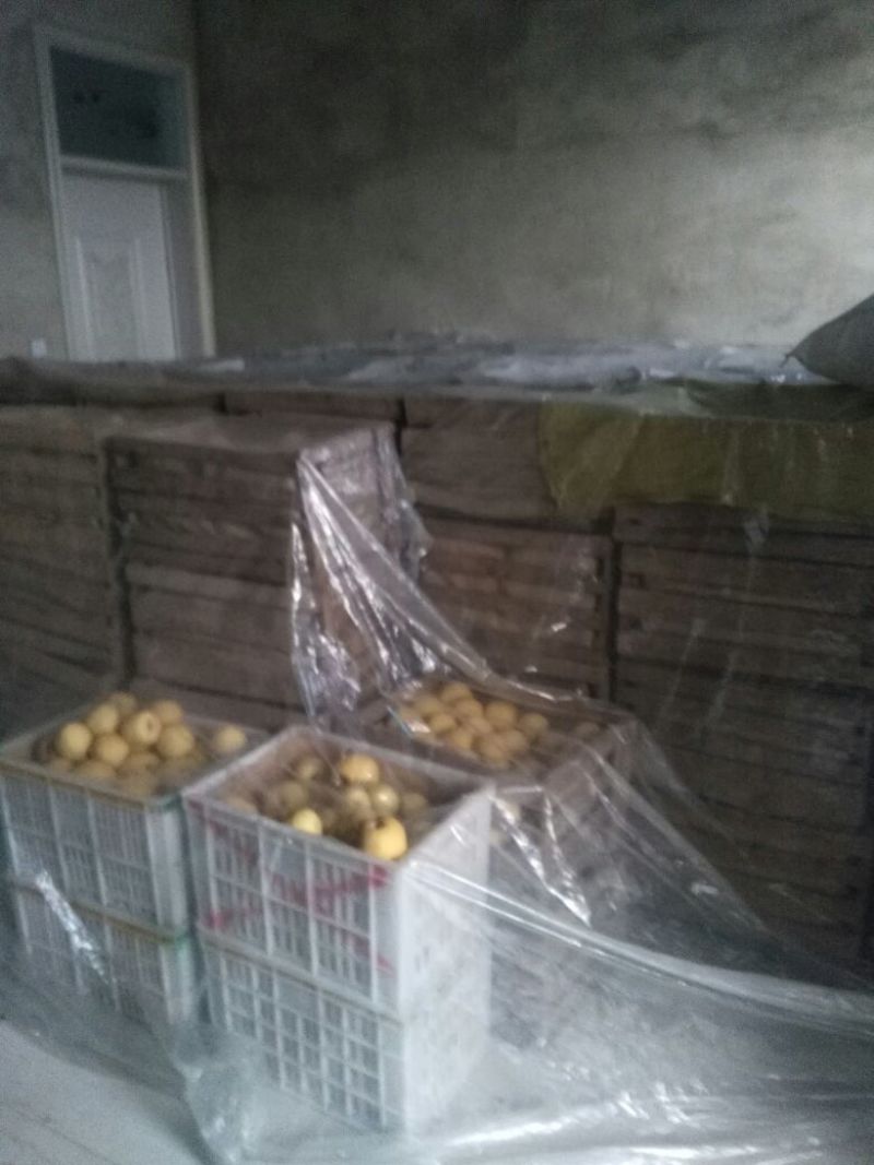 砀山梨光果250~300g大量上市了，欢迎新老客户前