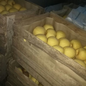 砀山梨光果250~300g大量上市了，欢迎新老客户前